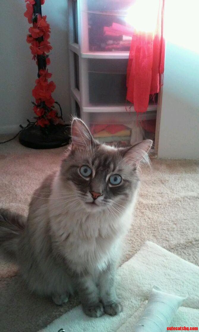 New Adoption. They Told Us His Name Is Jingles.