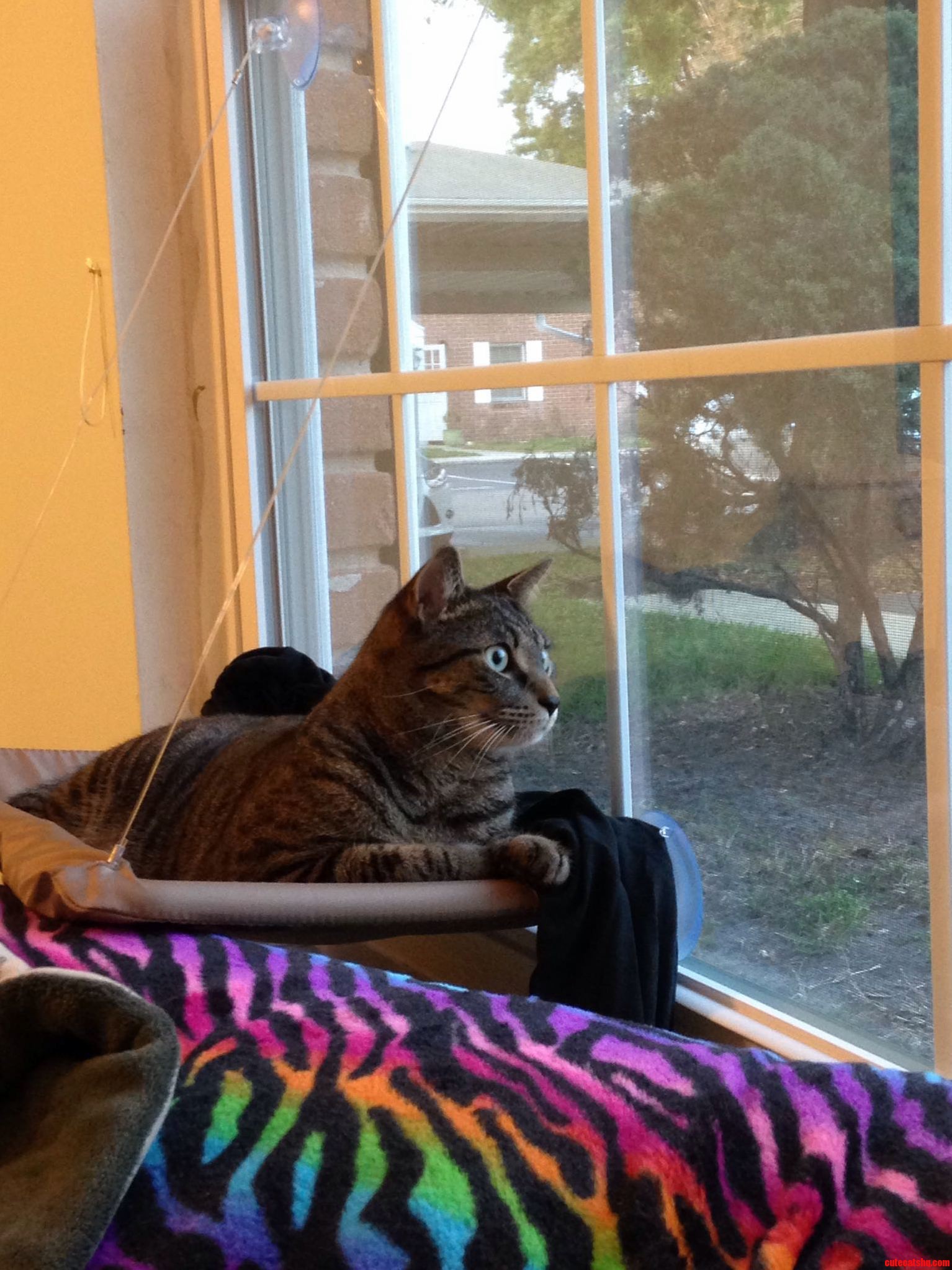 New Apartment New Hangout.