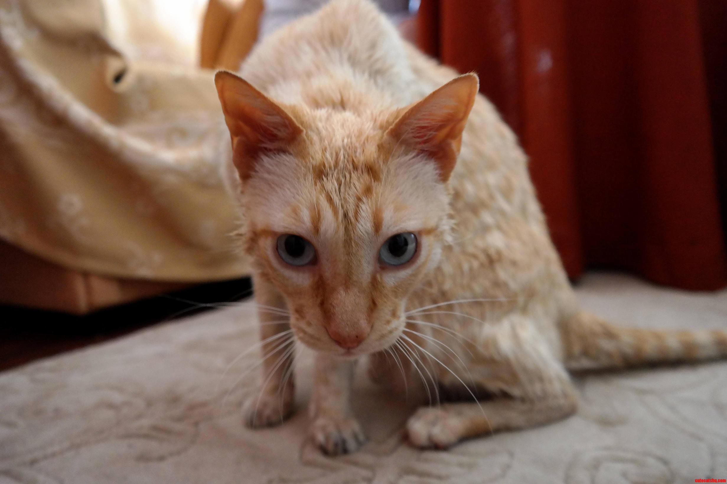 Not So Happy Cat After Bath