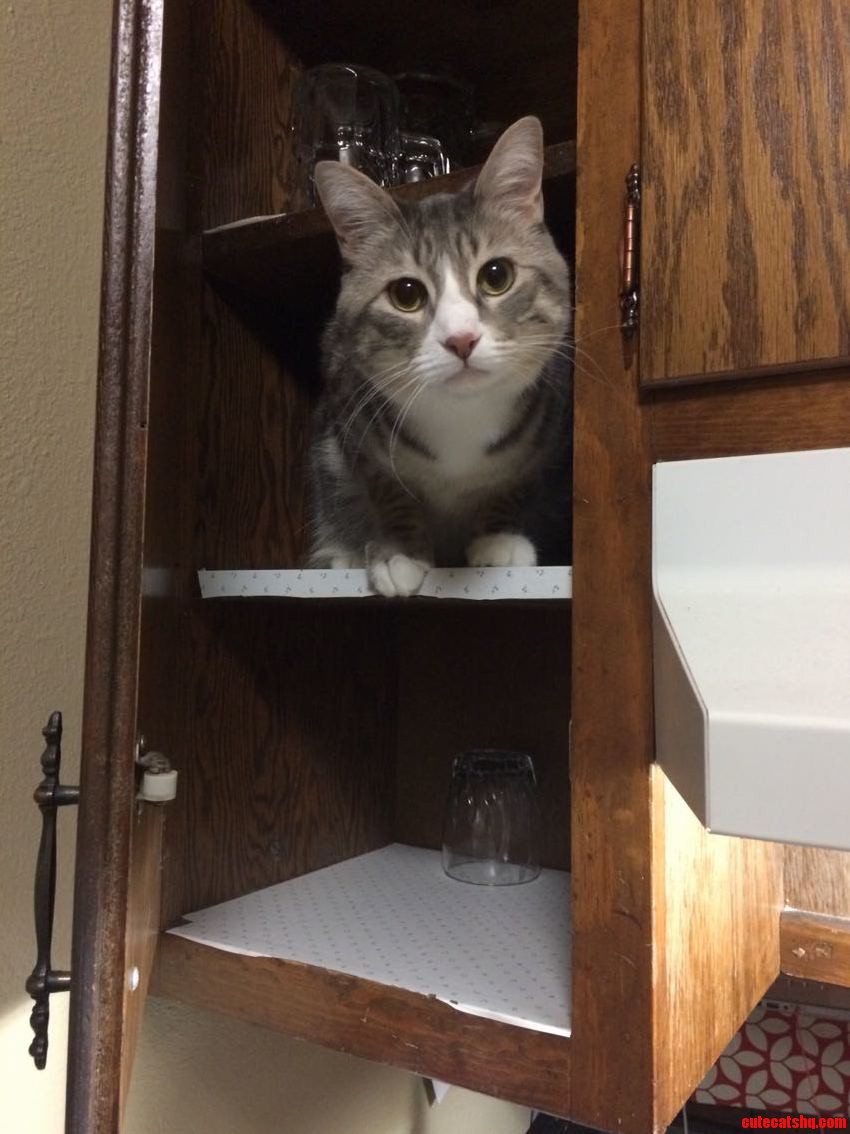 Oh Hi... Am I Not Supposed to Be Up Here