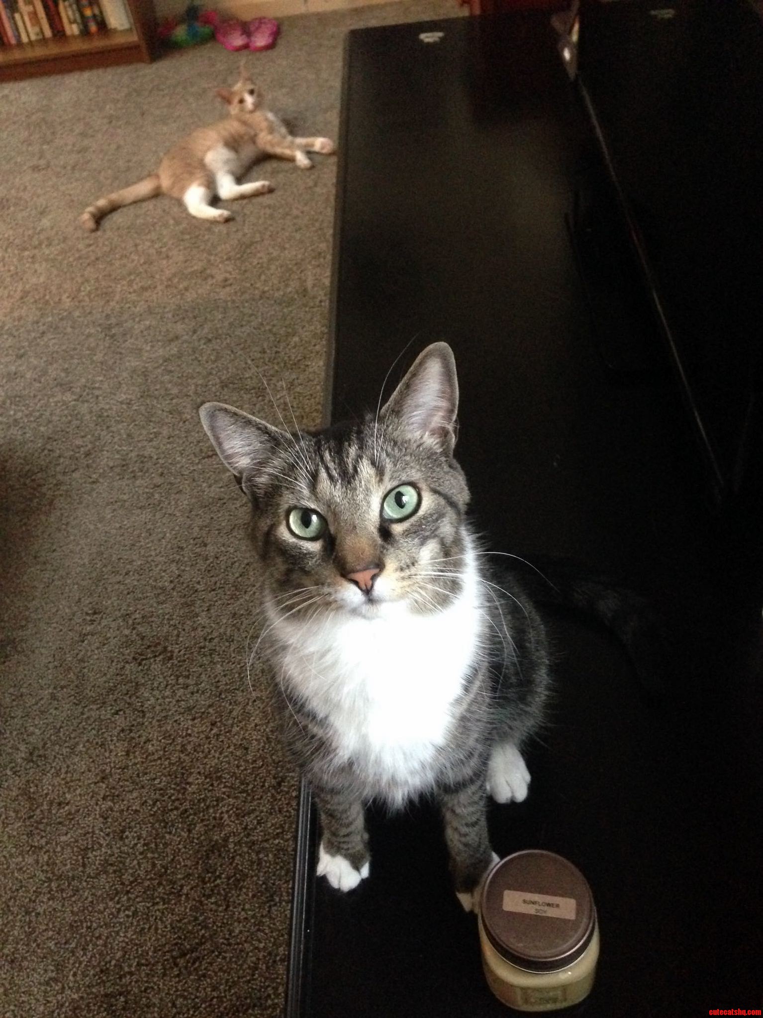 Oh. Hai.