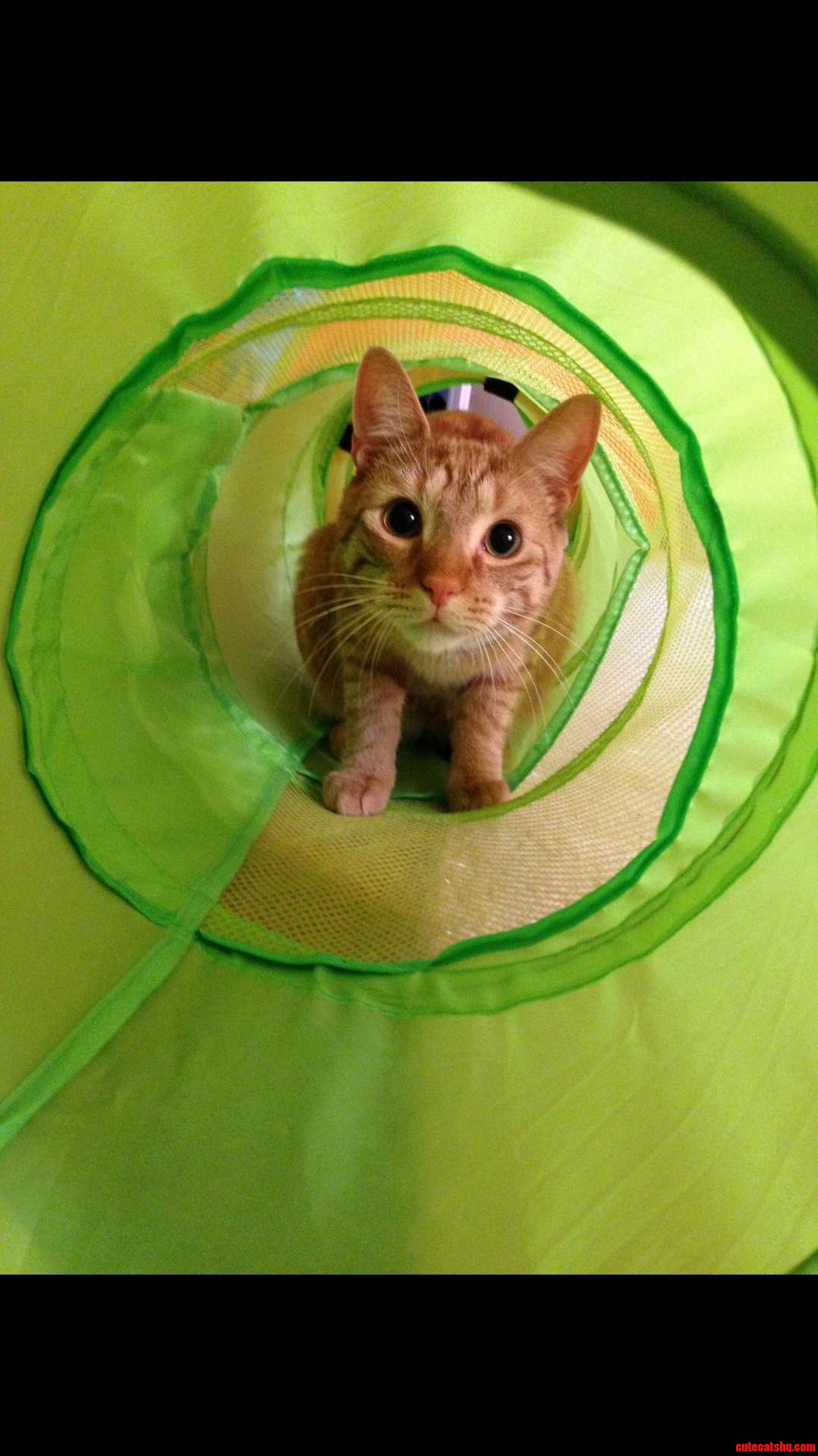 Ollie Exploring His New Tunnel