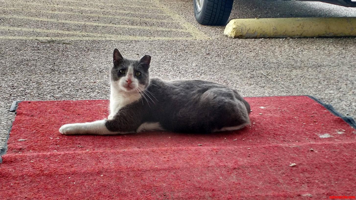 On Nice Evenings Tom Likes to Watch Traffic and Clean Himself in Front of the Vacuum Shop.