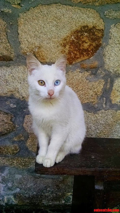One of the Two Stray Cats in My Gfs Hamlet. Say Hello to Rengarina