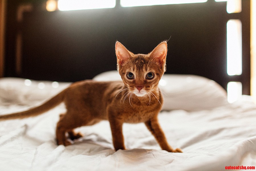 Our Boy Tom Sawyer on His First Day Home