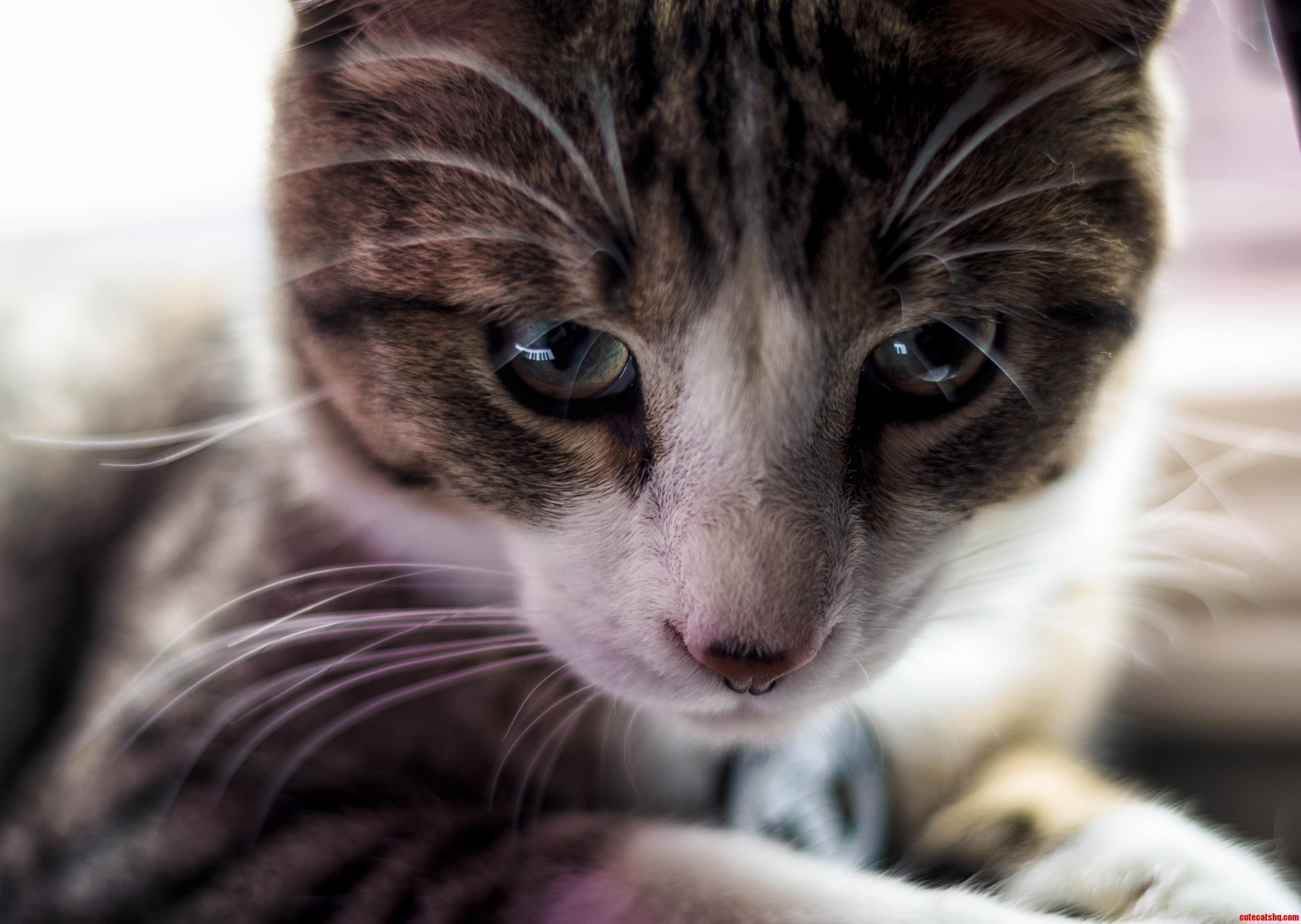 Our Kitten Thor Hanging Out by the Window.