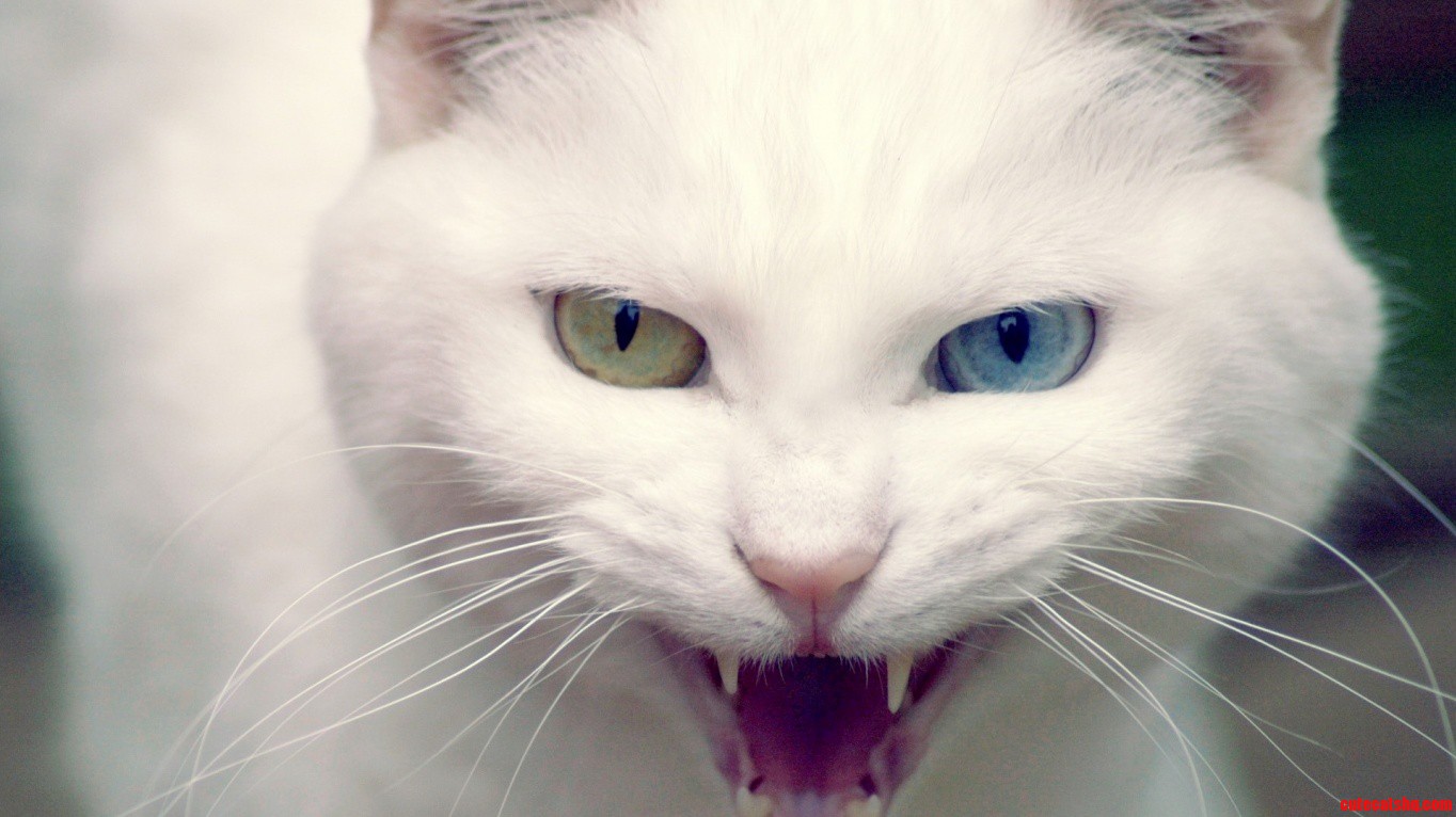 Pangur B N