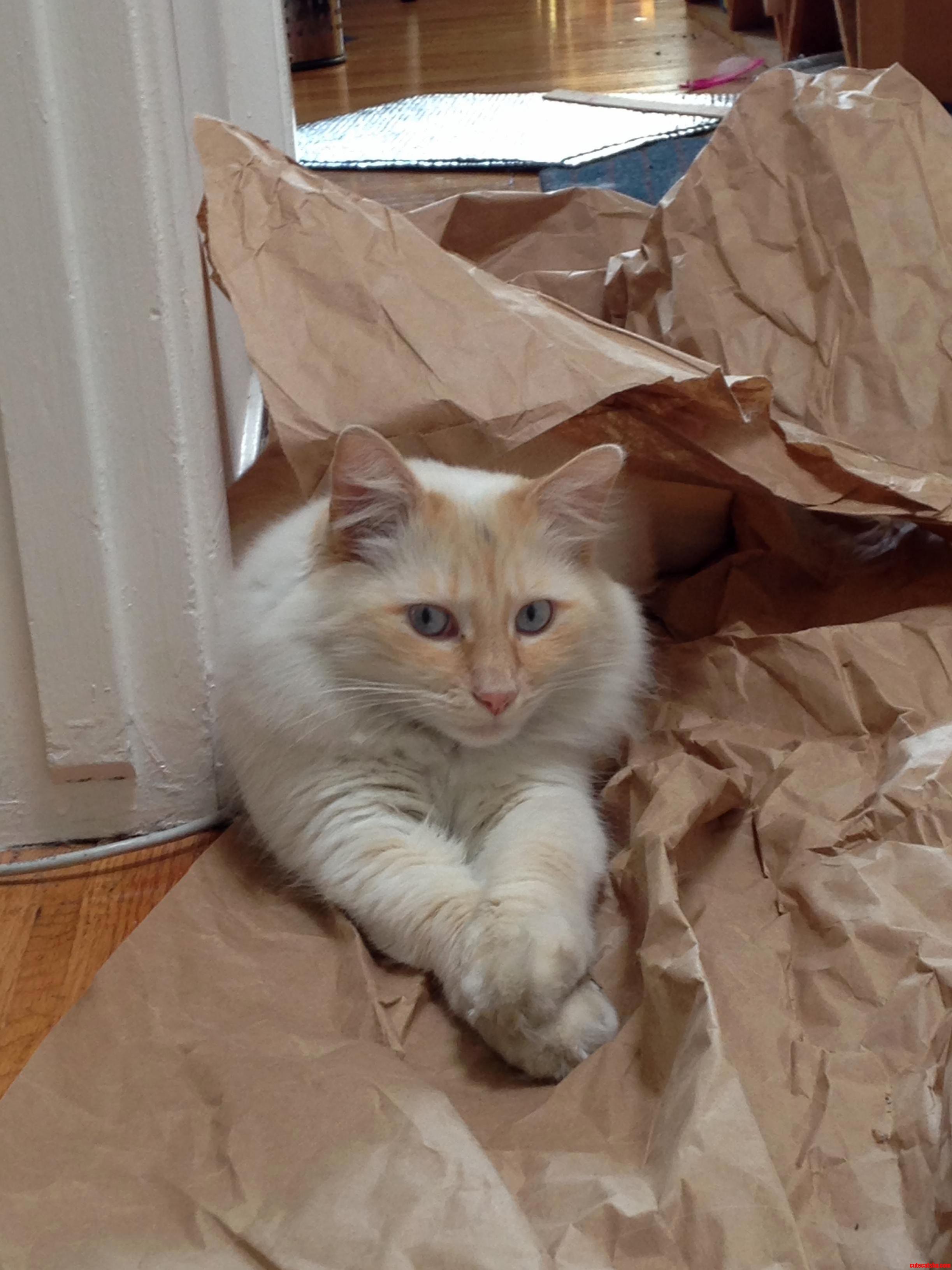 Paper Tiger
