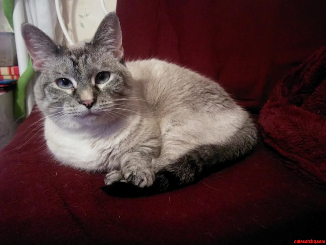 Peach My Munchkin Cat.