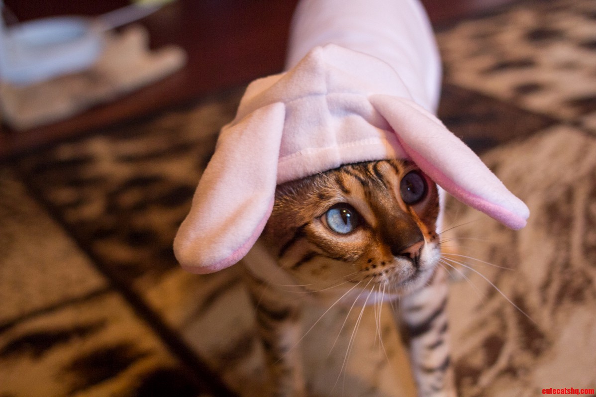 Pepper Wanted to Be the Easter Bunny This Year