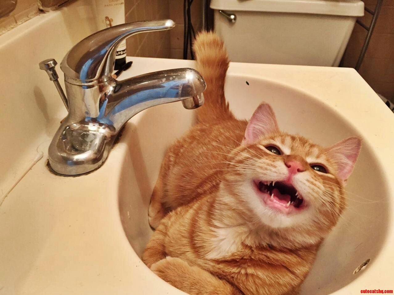 Pippin Has Never Been Happier
