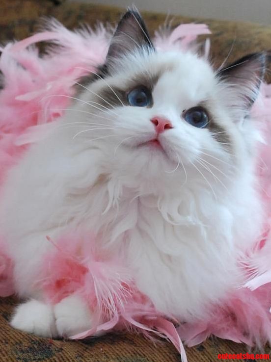 Princess Ragdoll Cat