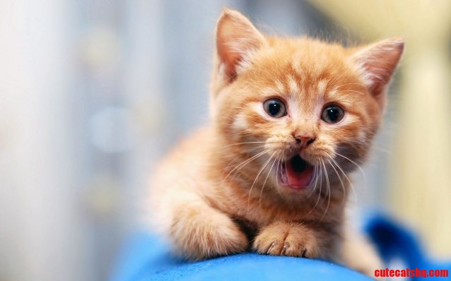 Raaaawwwr