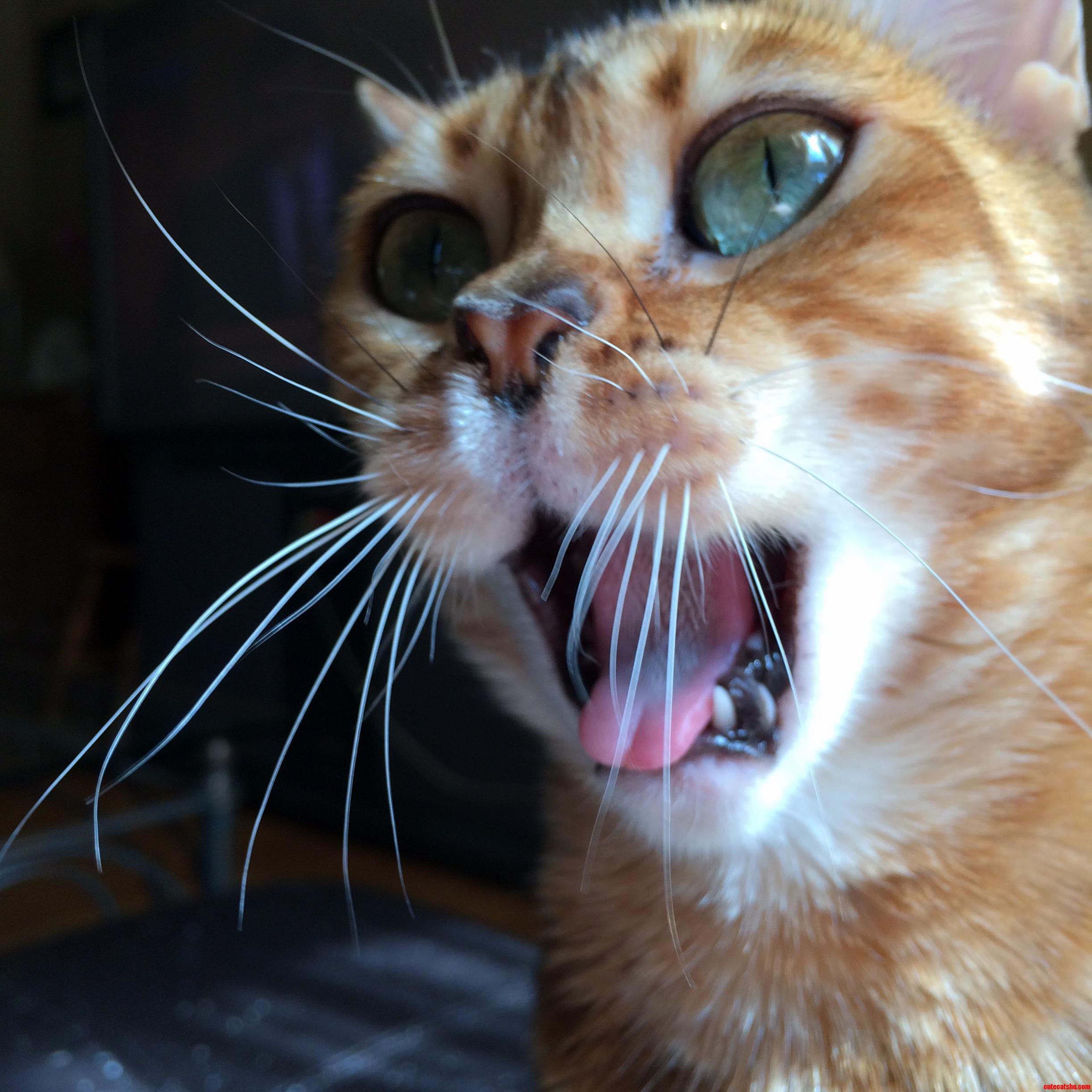 Rawr