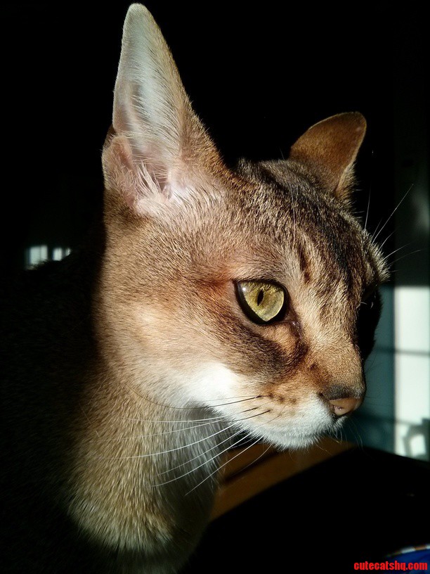 Regal in the Sunlight