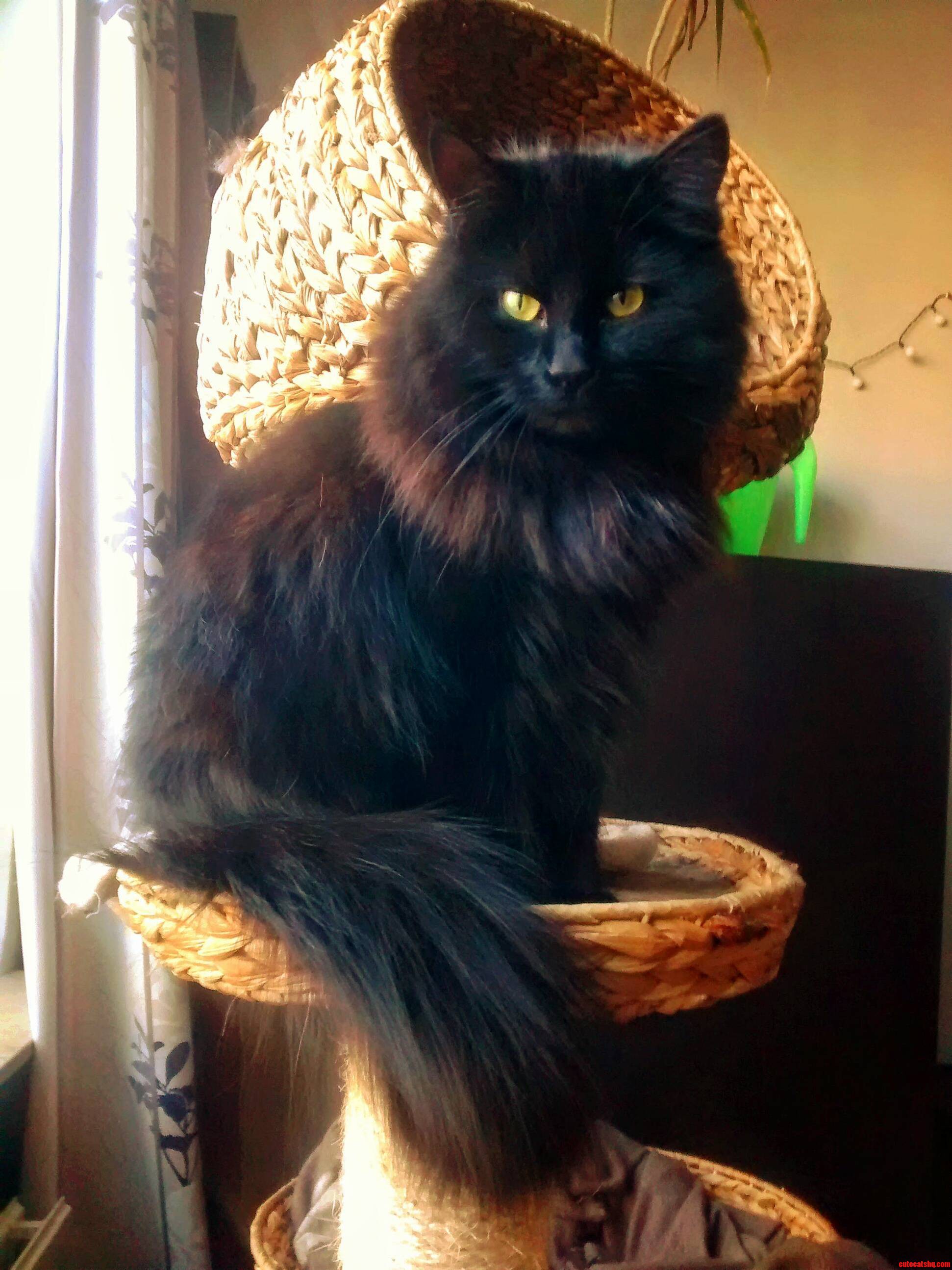 Remember My Jealous Cat Here She Is Looking Majestic.
