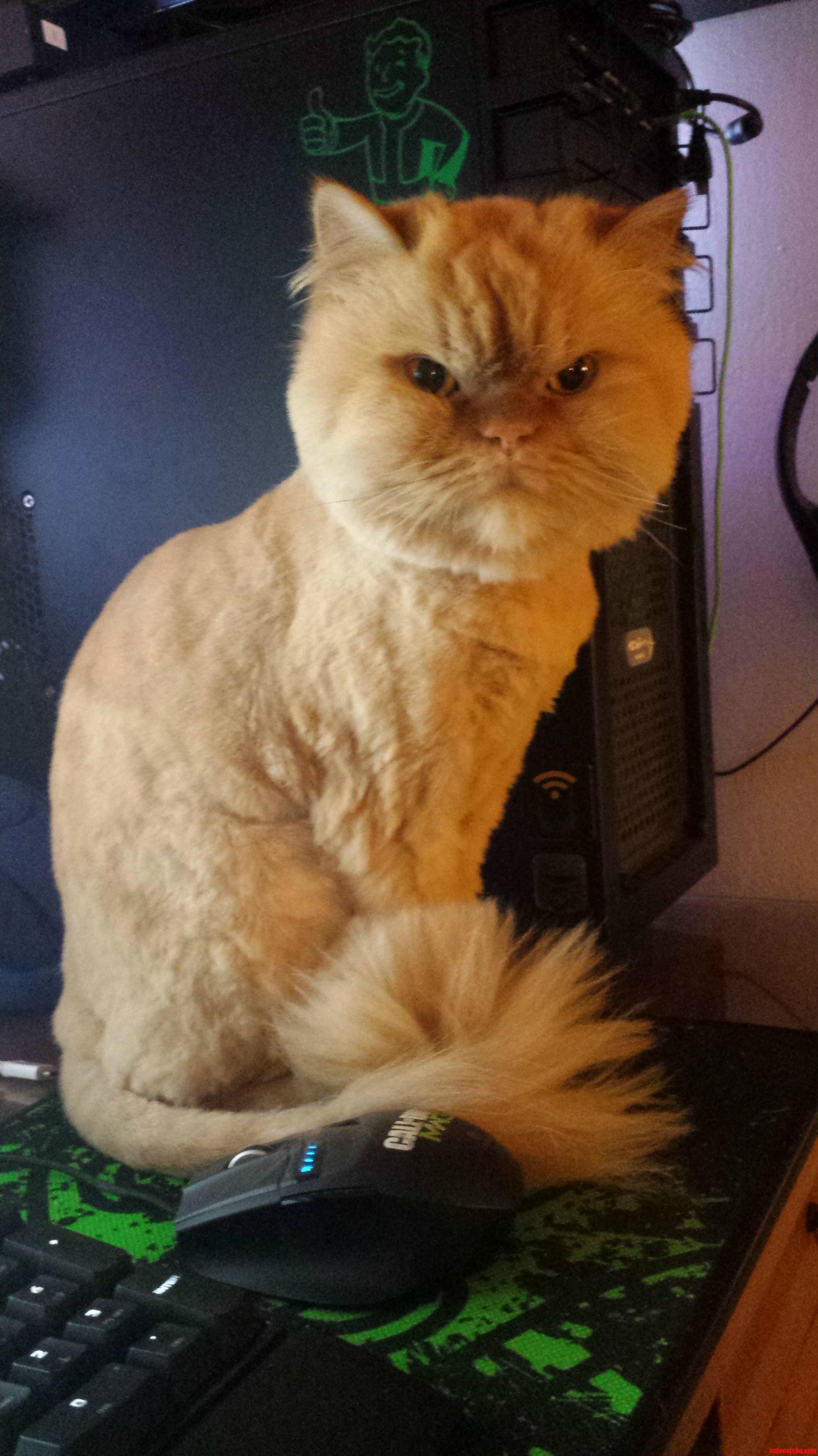 She Enjoys Swiping My Screen When I Play Video Games.