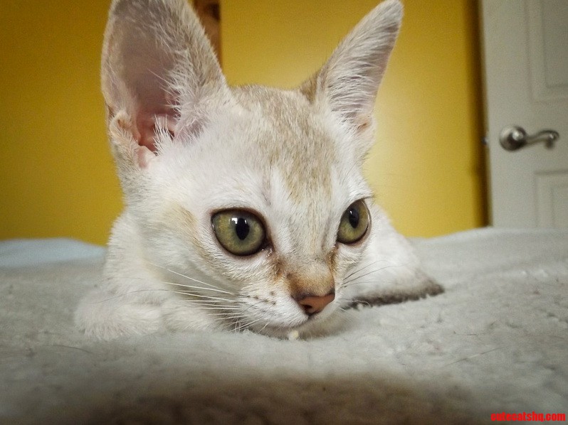 Singapura Kittens Are Cute