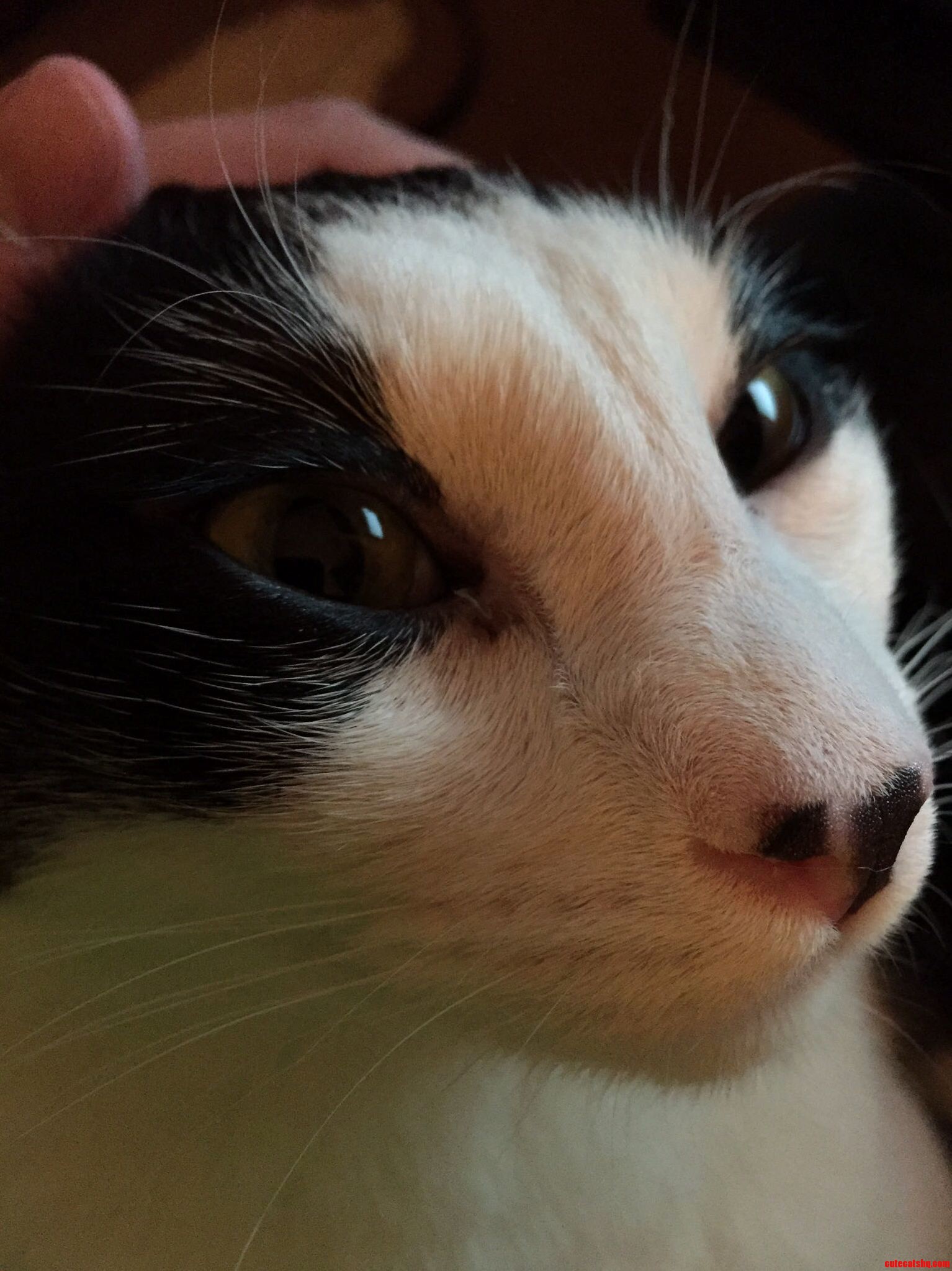 Snake Cat Mode Engaged