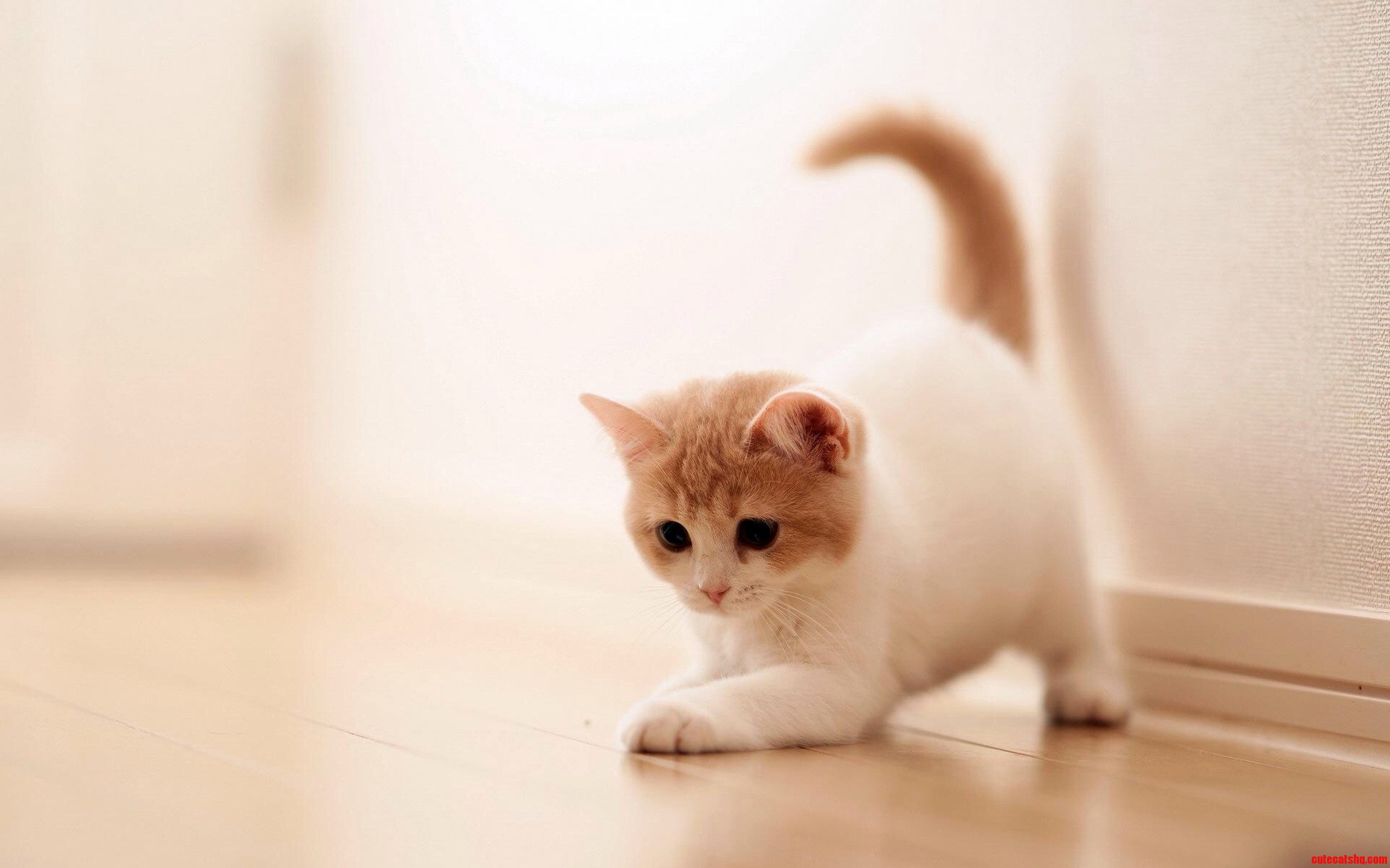 So Cute.... and Bring It Up As Ones Own.