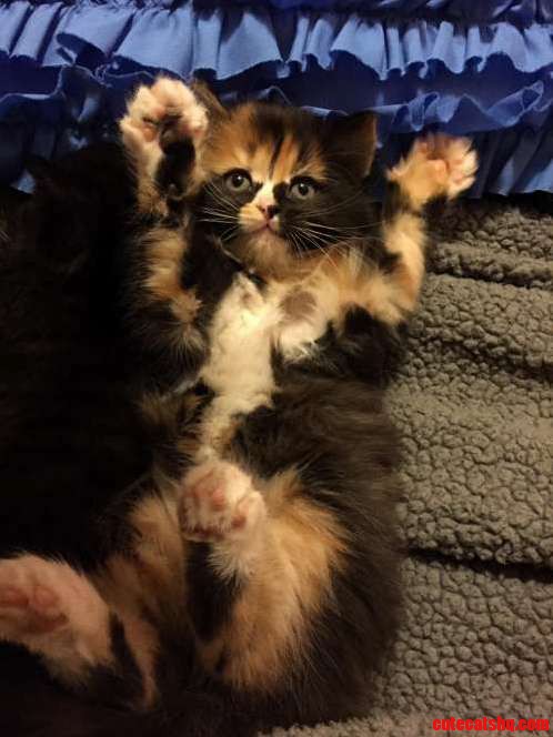 So My Wife Got a New Kitten...