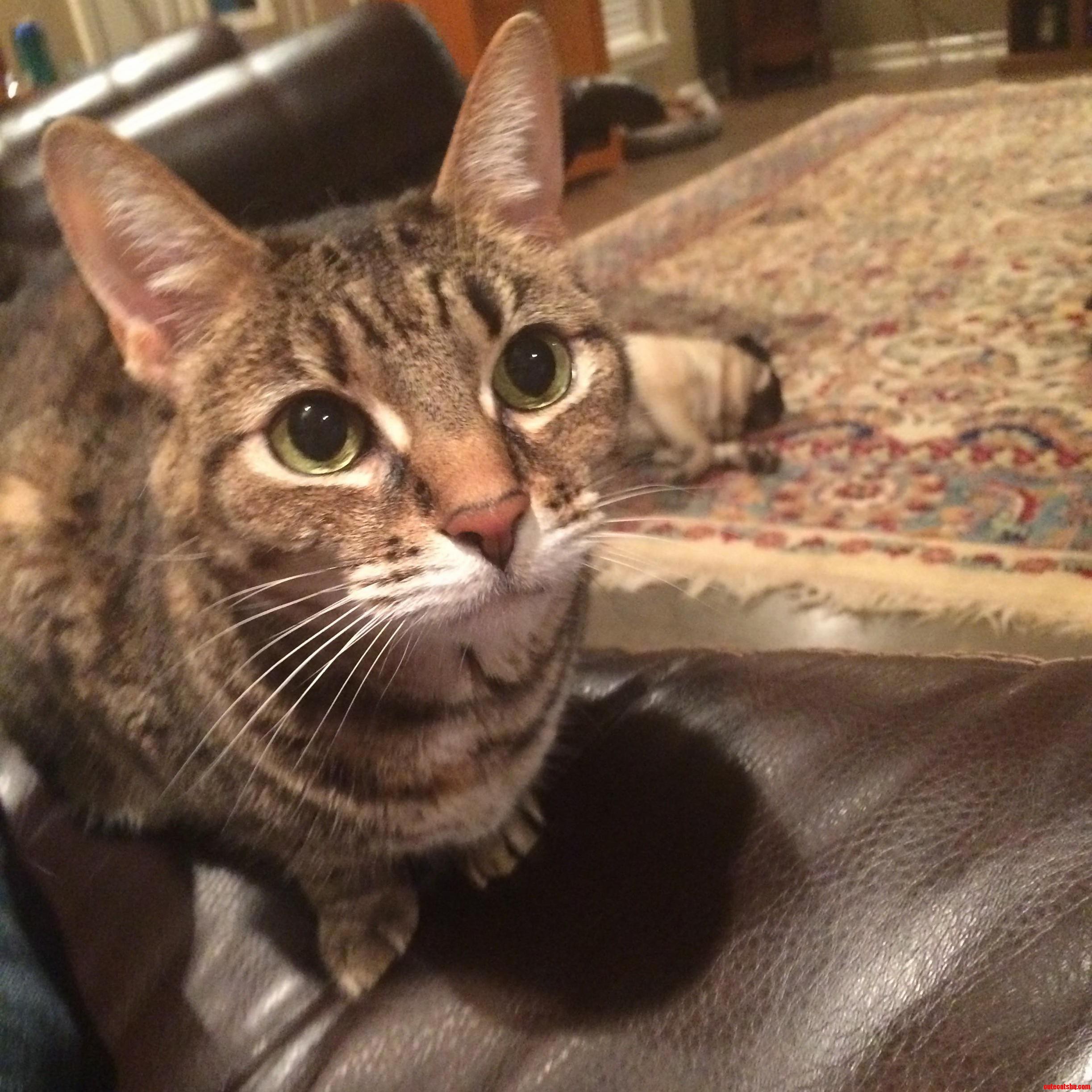 So This Is My Cat Kitty