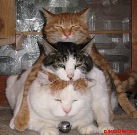 Sorry My Cat Tax Bills Piled Up