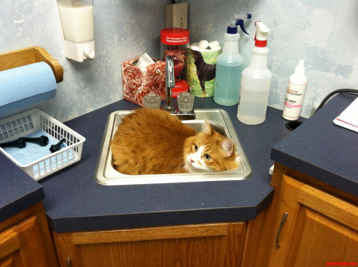 Staying Alive at the Vets Office