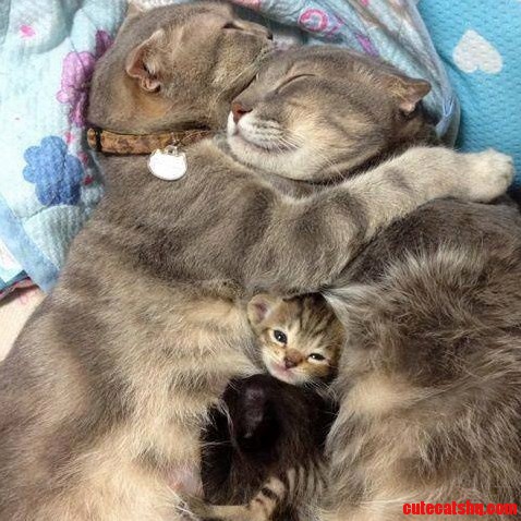Stuck in the Meow-tain.