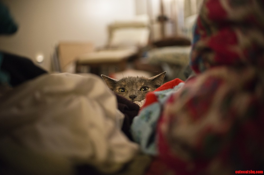 Sushi Stalking Me Behind Unfolded Laundry.