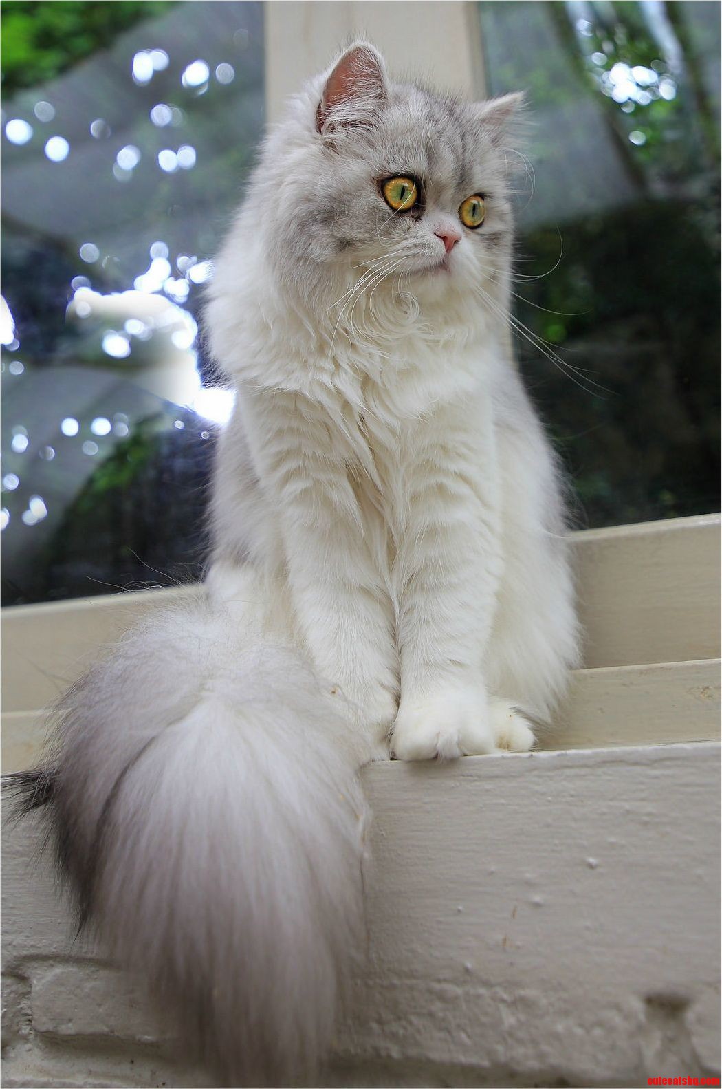 That Tail.. Those Eyes