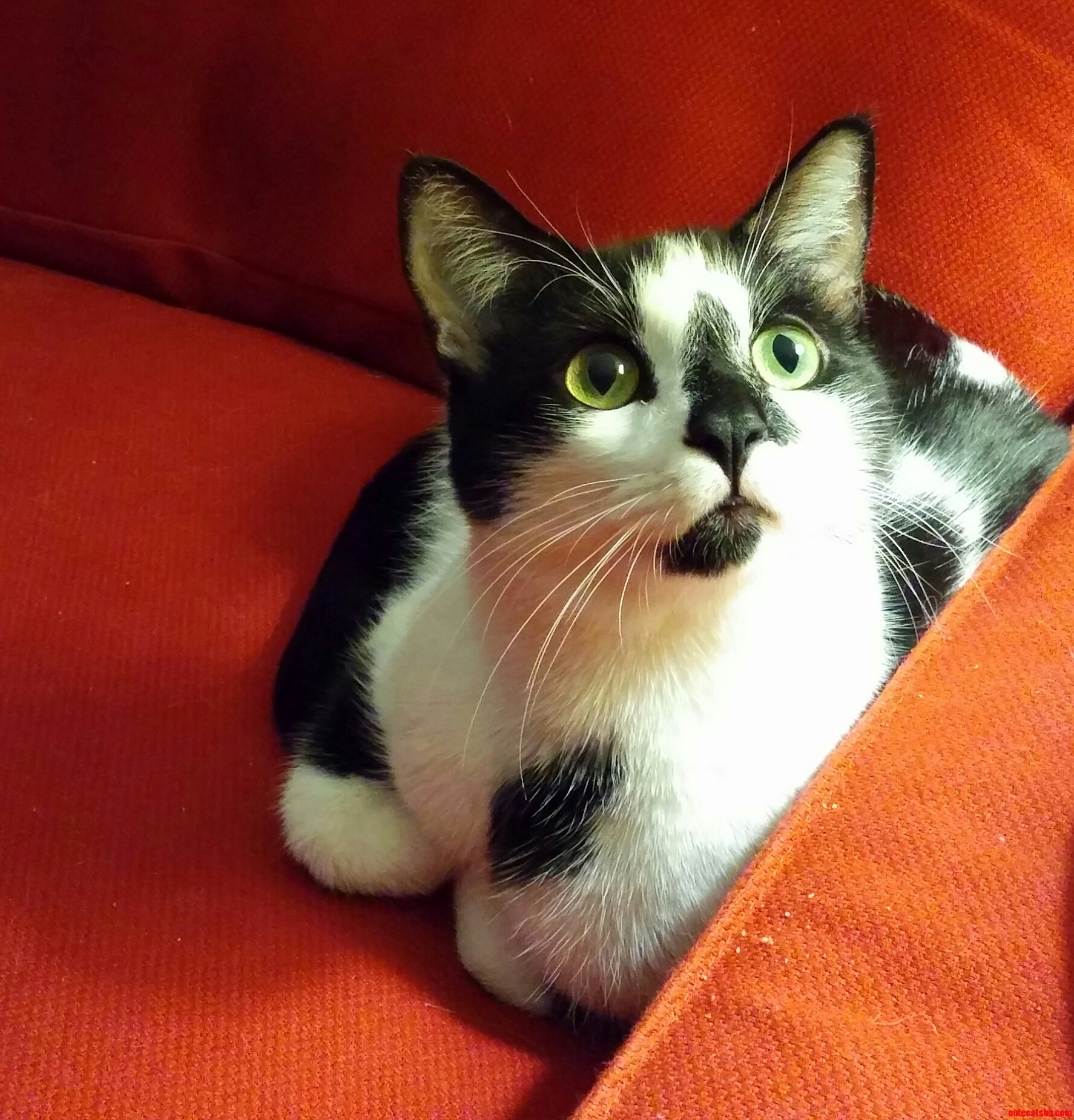 The Best Picture I Ve Ever Taken of Puppy-cat