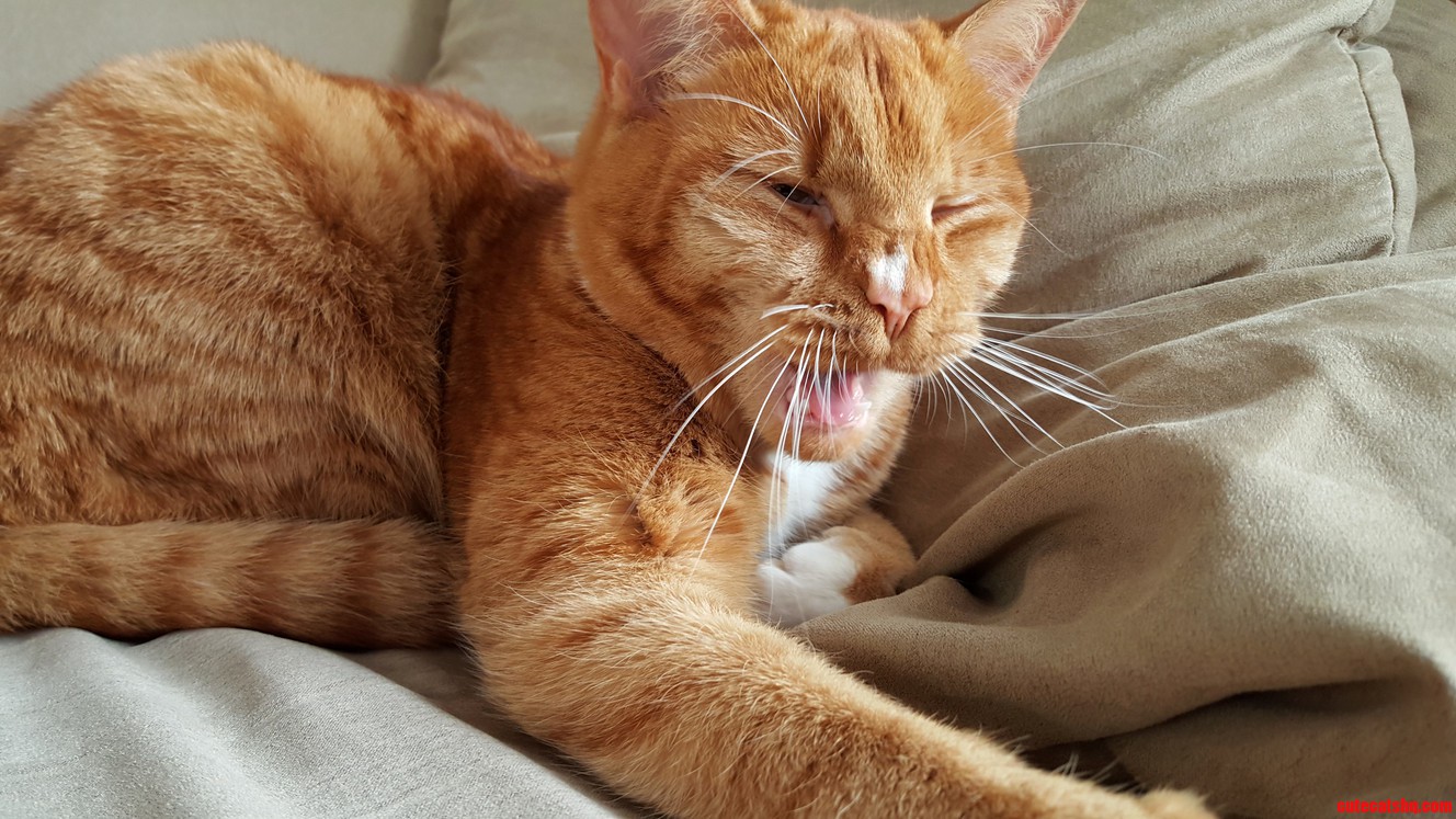 The Height of Majesty Is a Yawning Cat