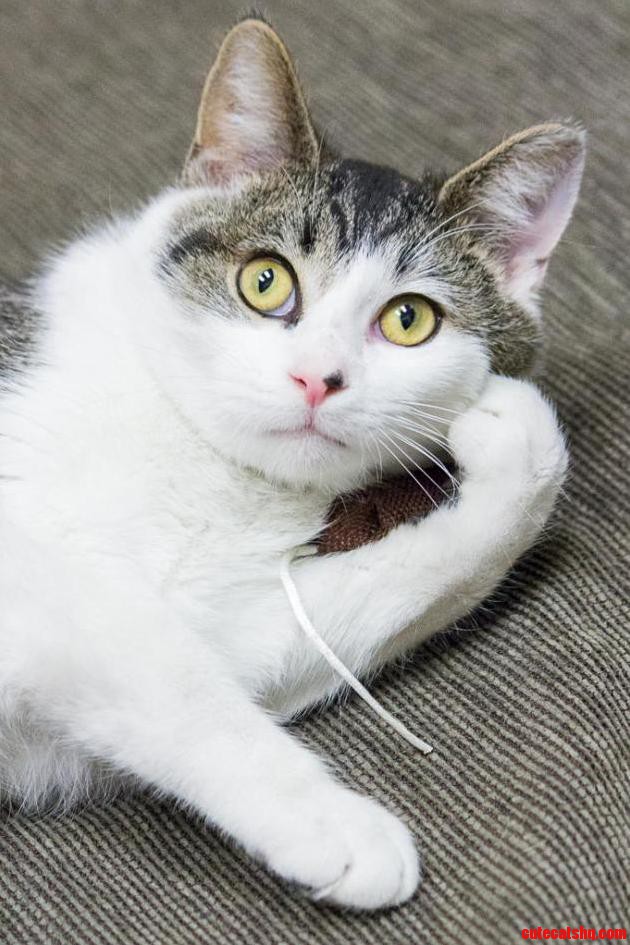 The Most Interesting Cat in the World.