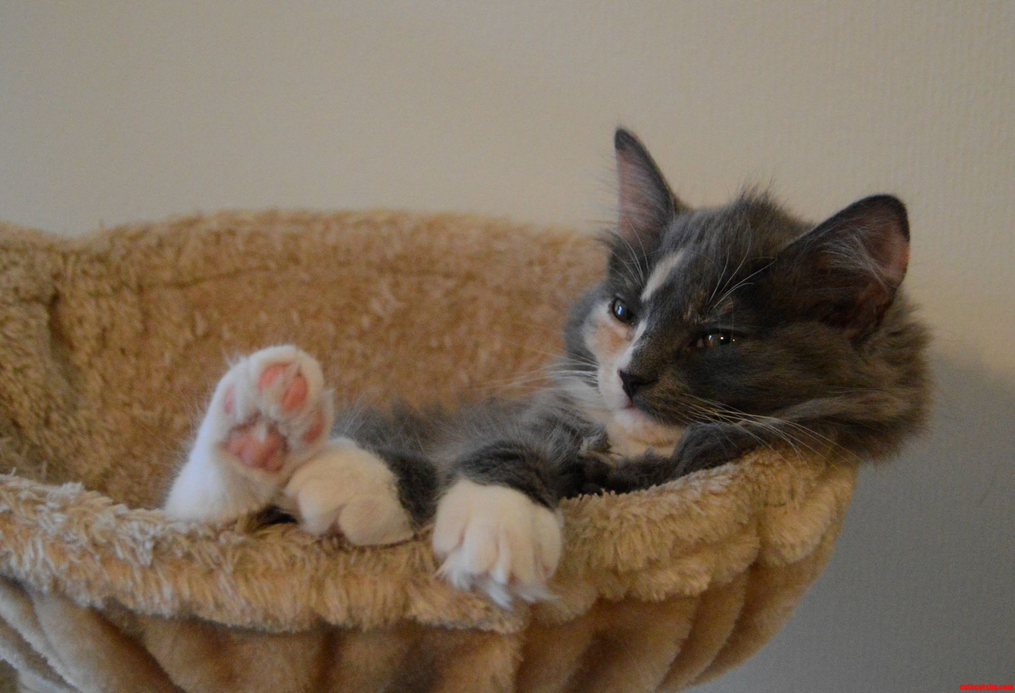 The Most Interesting Kitten
