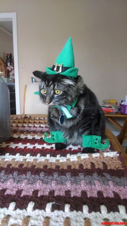 The Saddest St. Patricks Celebrator.