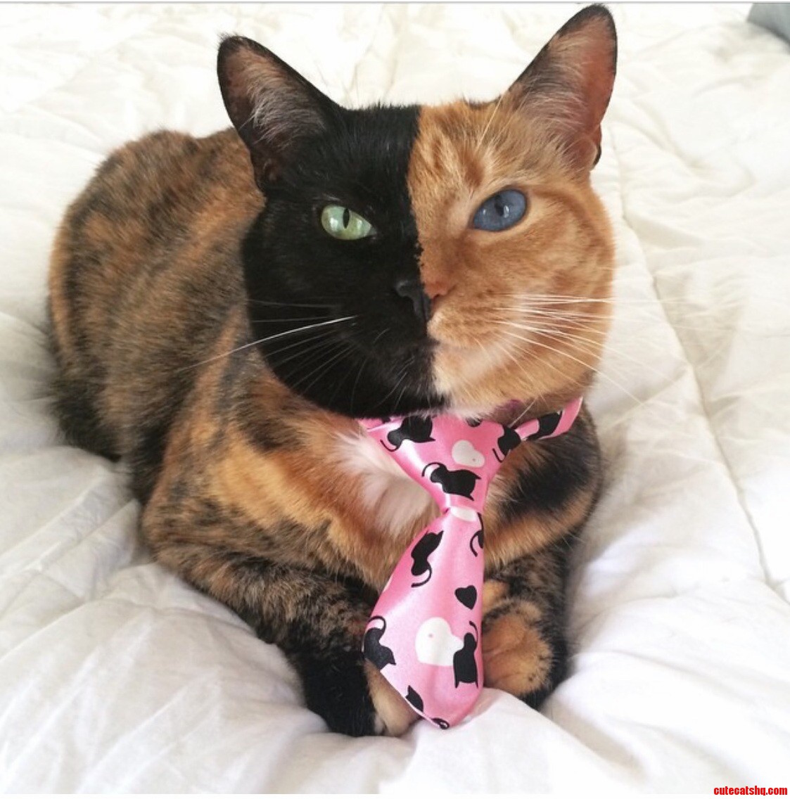 This Cat