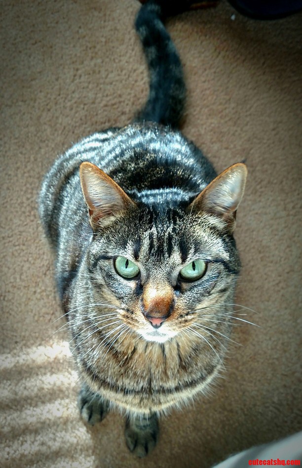 This Is Annie Posing for the Camera Before Darting Around the House Like a Maniac.