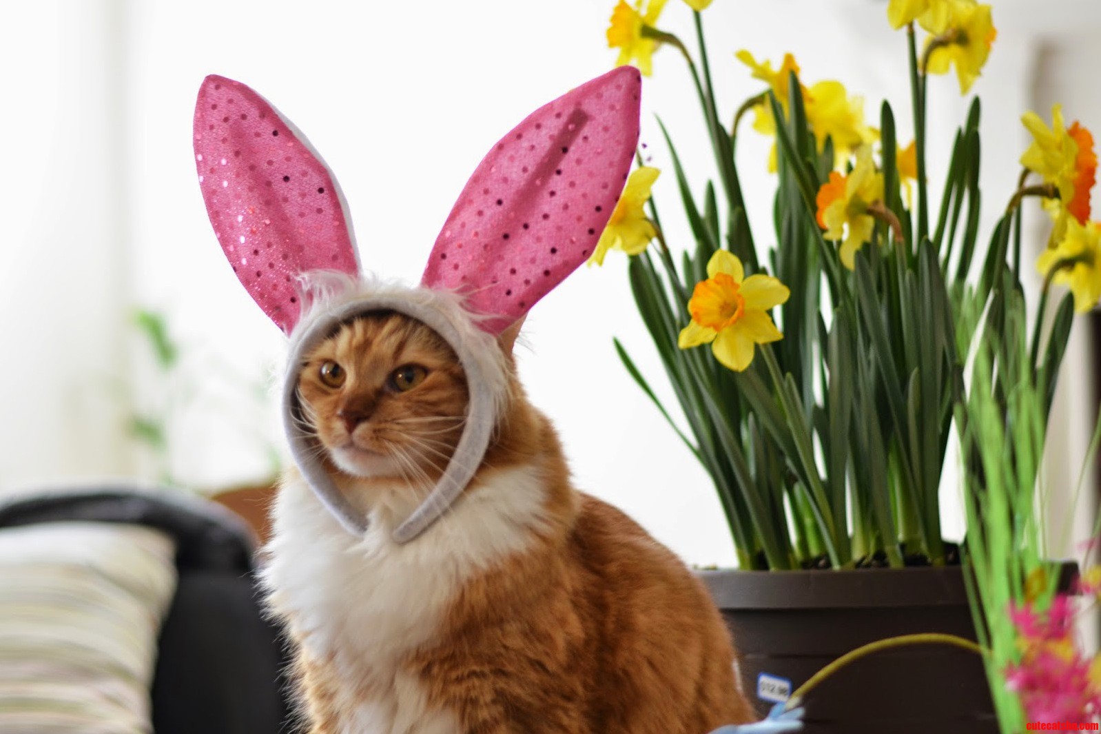 This Is Chester. Hes a Good Sport.