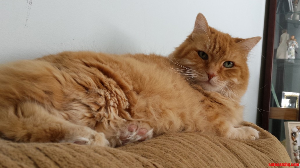 This Is Jimmy of House Lannister. Hes in a Bad Mood Today.