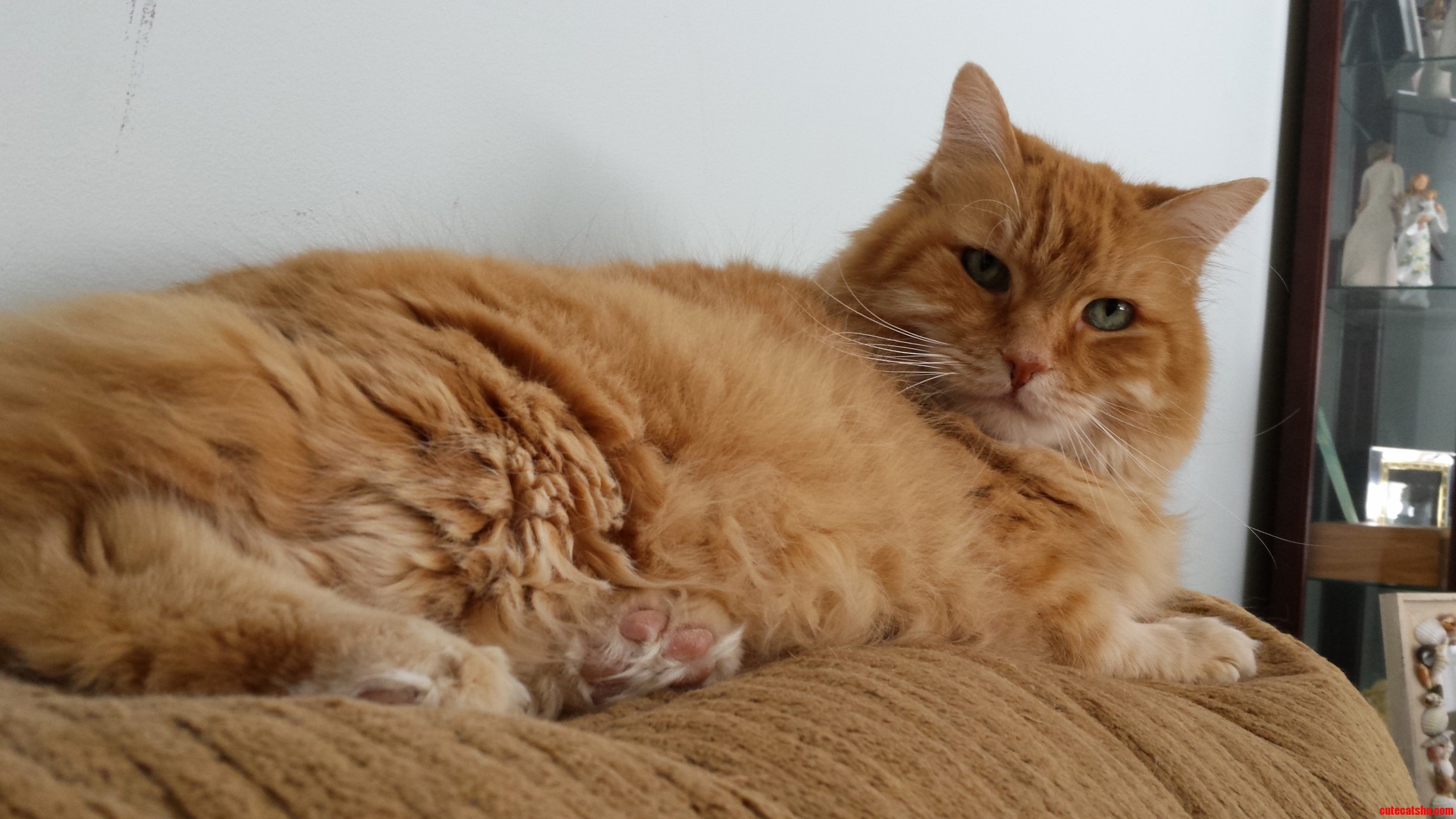 This Is Jimmy of House Lannister. Hes in a Bad Mood Today.