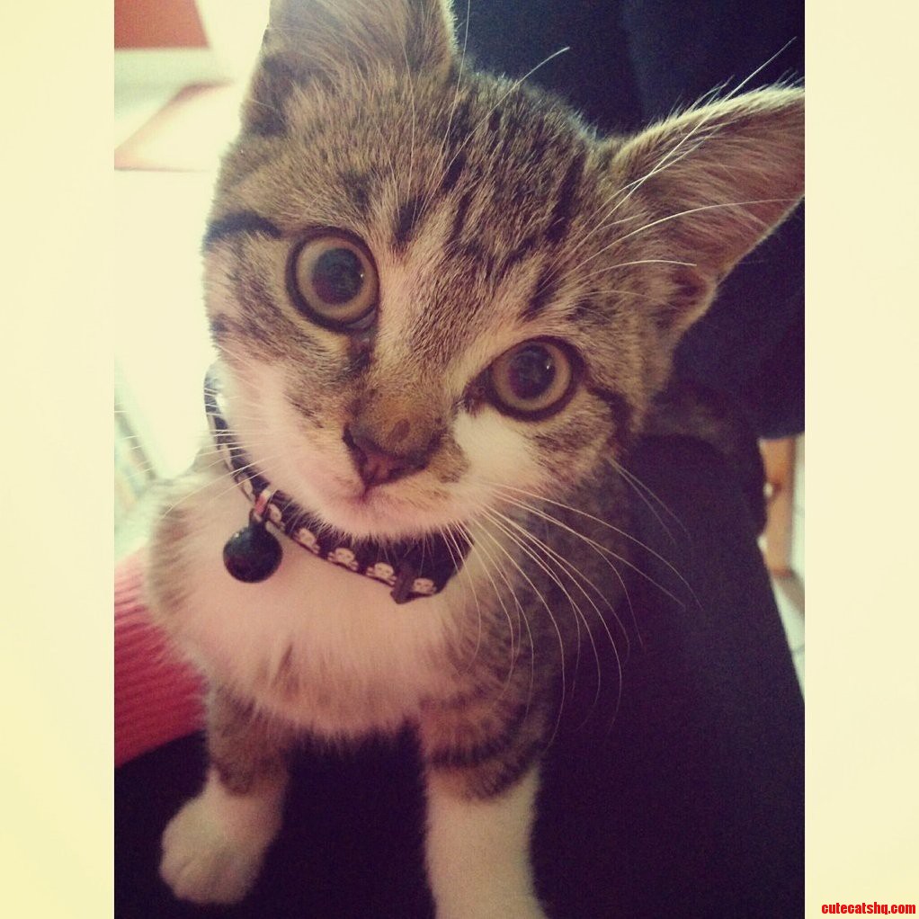 This Is Katt Shes a Fully Grown Cat Who Forgot to Grow Up