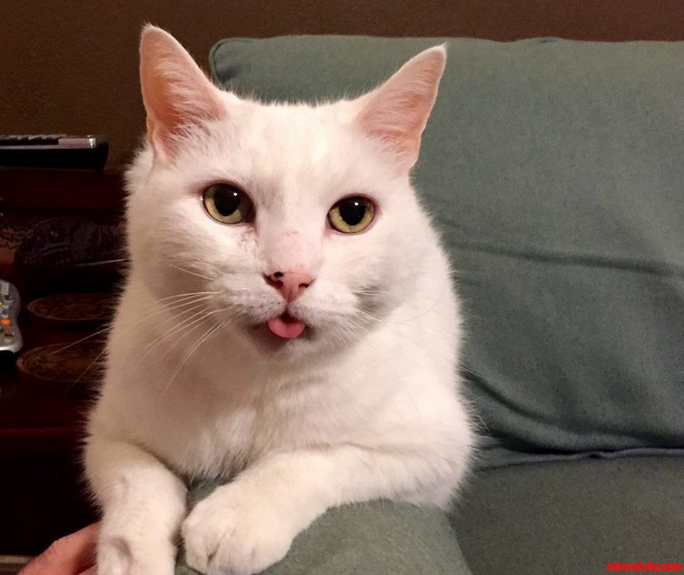 This Is Killer-he Will Cuddle You to Death.