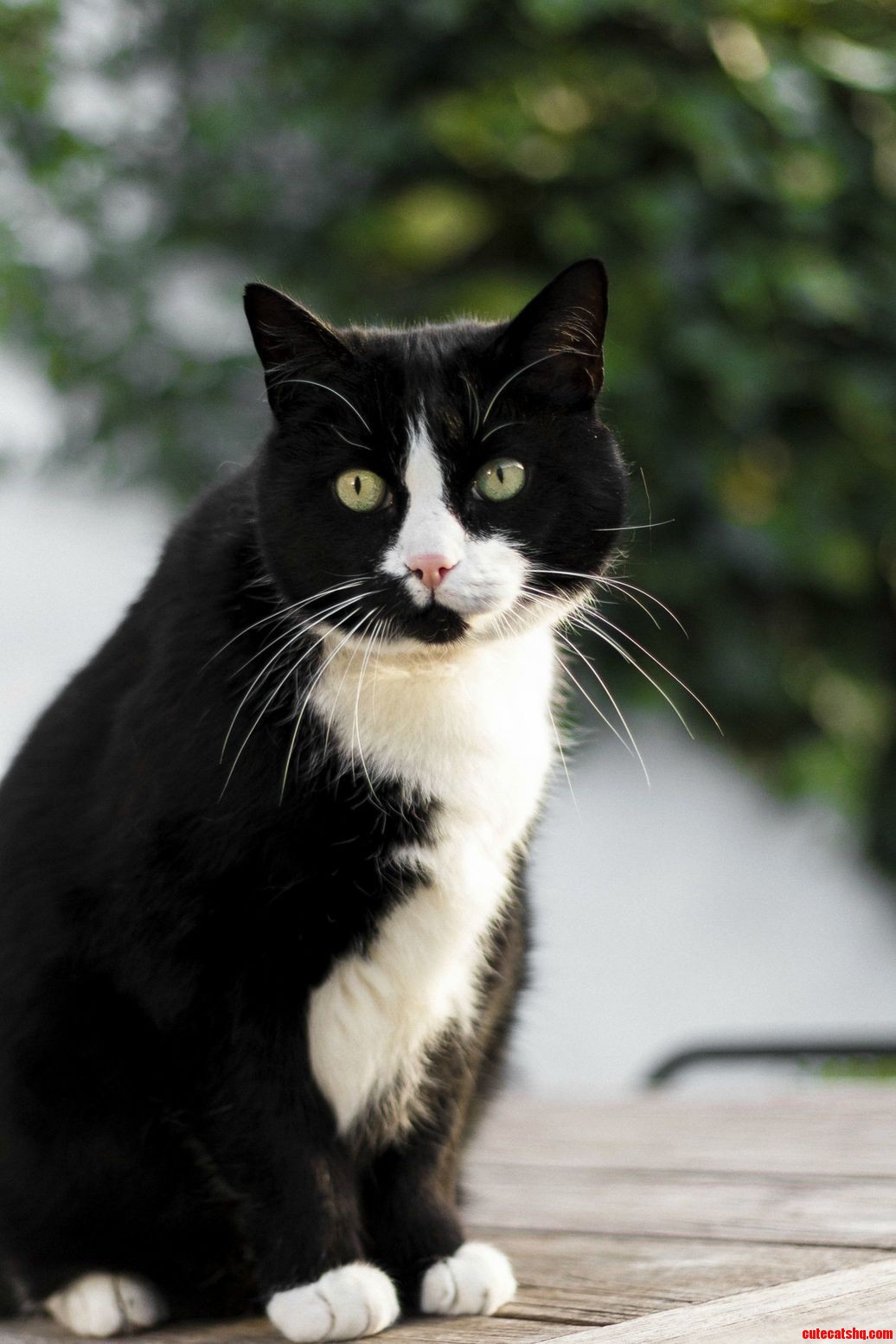 This Is Sultan 10 Years Old