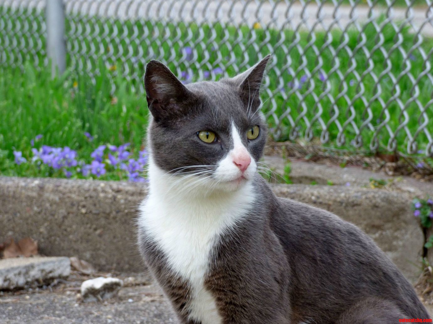 This Little Fella Wondered Into Our Yard Over the Weekend