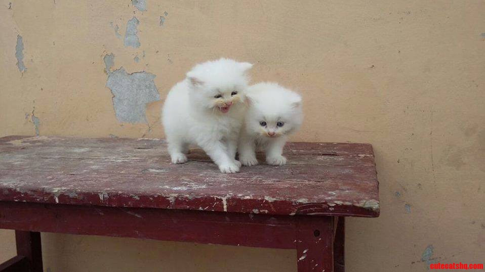 Too Much Cuteness in One Picture