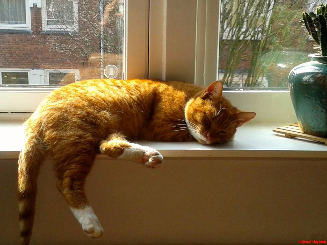 Took Him 1 Day to Find the Best Spot in the House