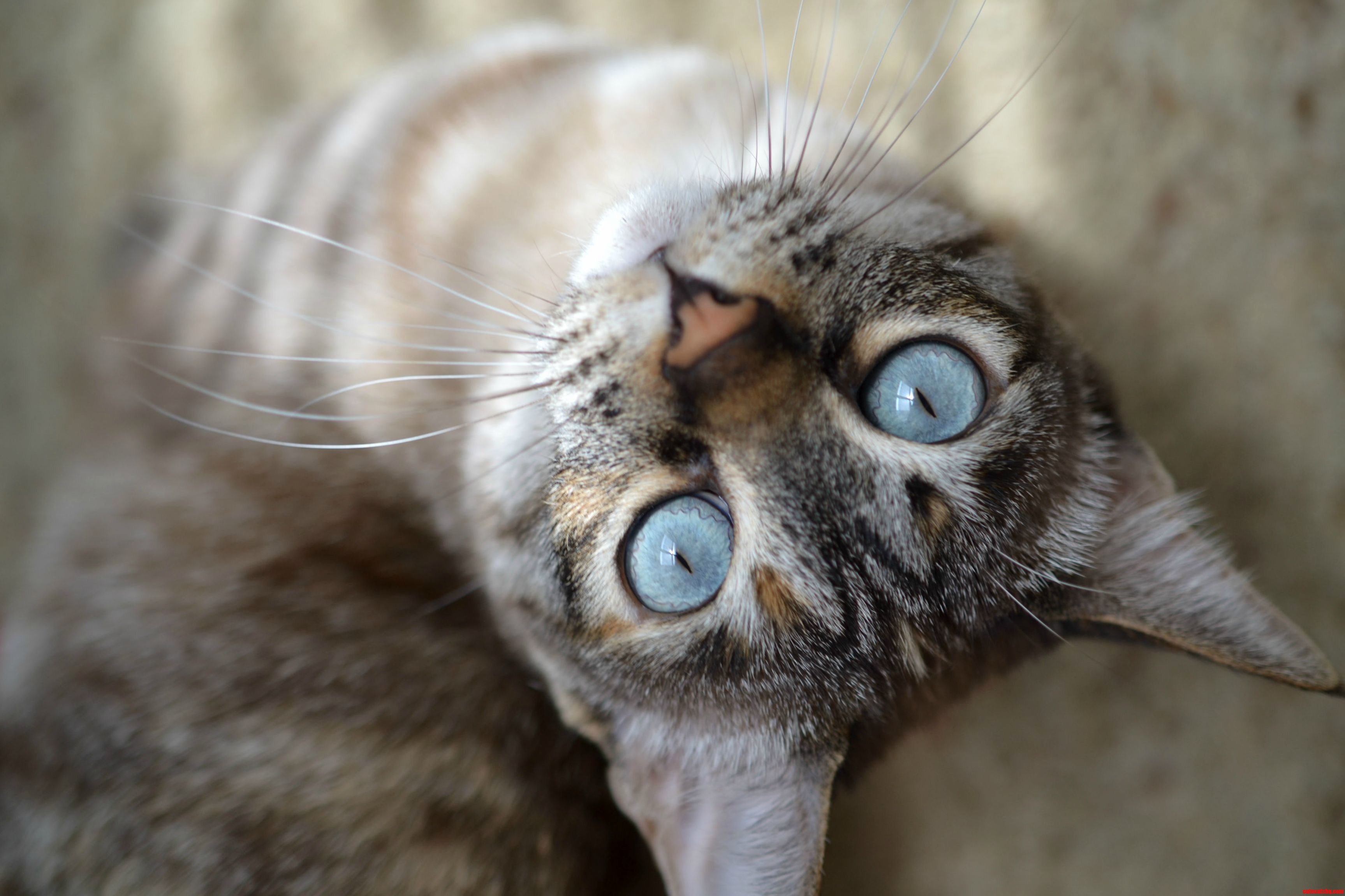 Trying Out My New Macro Lens My Cat Ripley