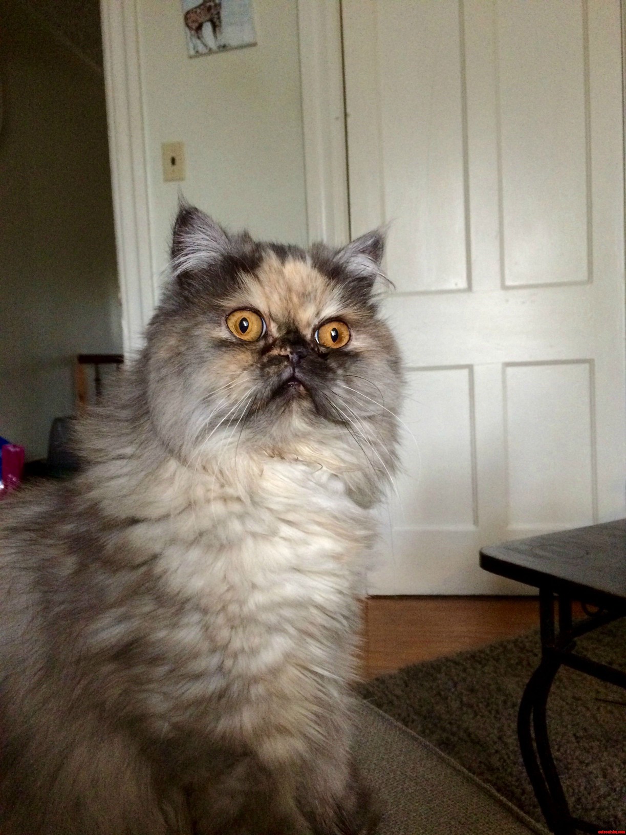 Viet-meow Flashback