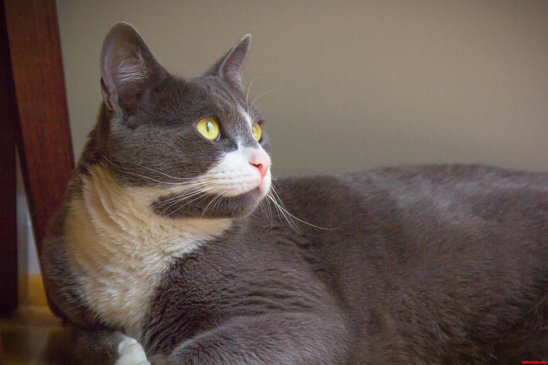 We Had the Sliding Glass Door Open Today. Earl Grey Loves to Listen to the Birds